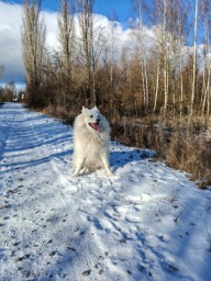 Dirro a zima1770813144